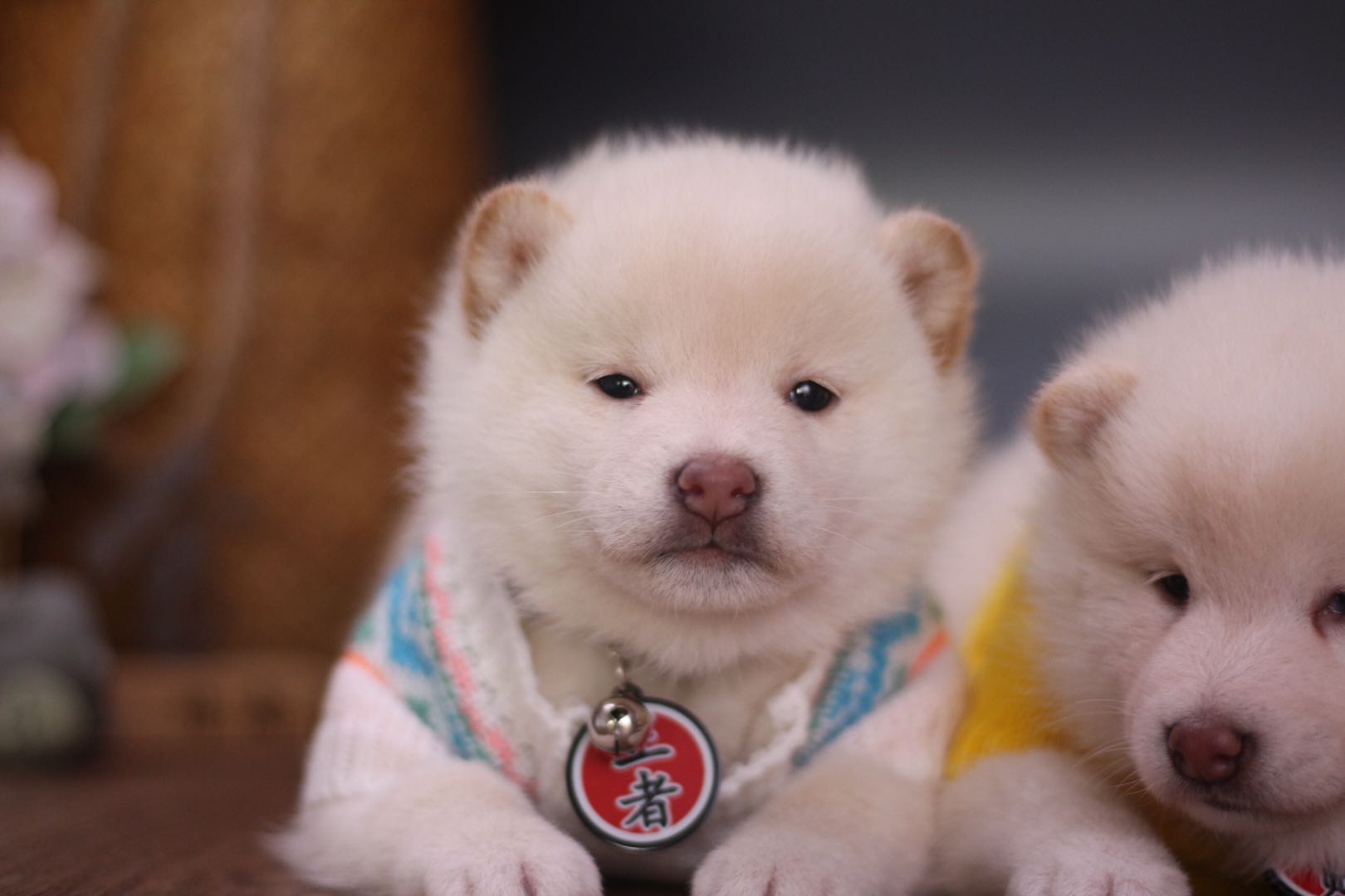 怎么去犬舍挑选比熊,犬舍一般支持上门挑选