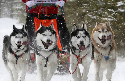 世界最聪明的狗狗排名,世界猛犬排名前十的狗狗品种