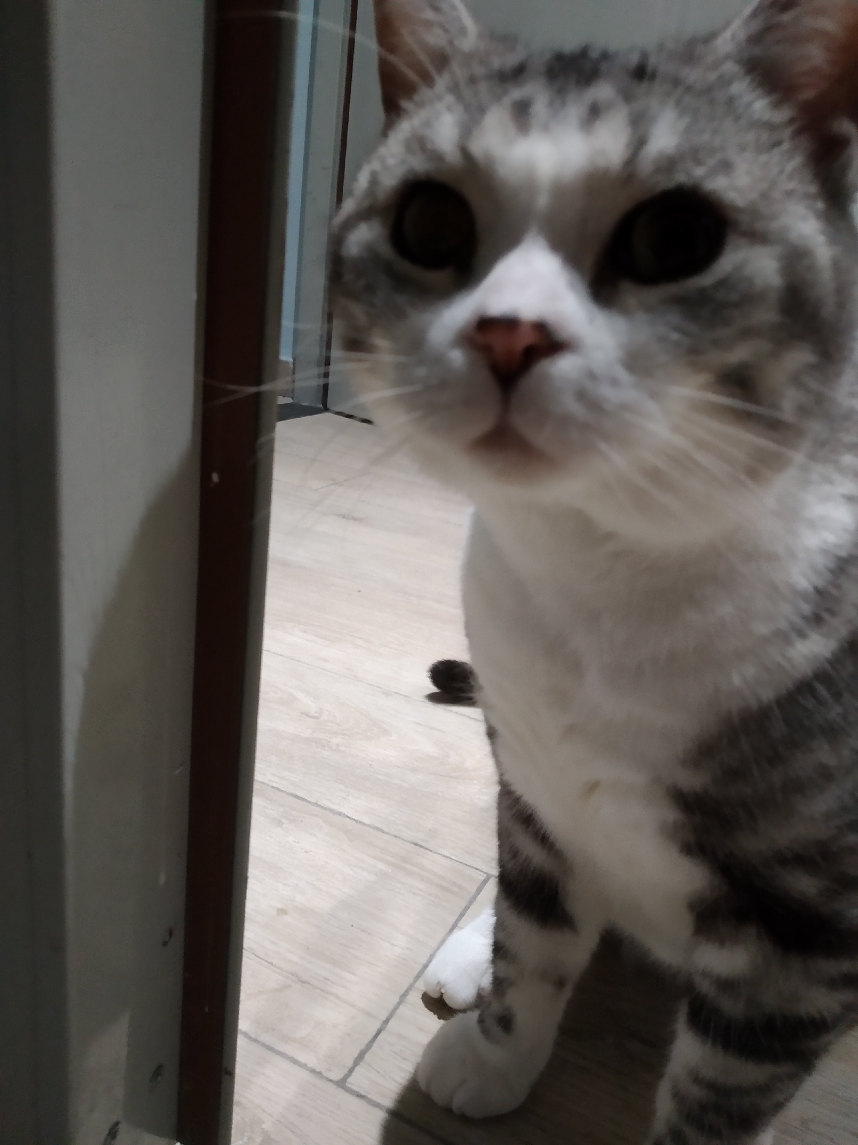 别再这样养猫了新手养猫10大误区,养猫人必须知道的十条养猫知识