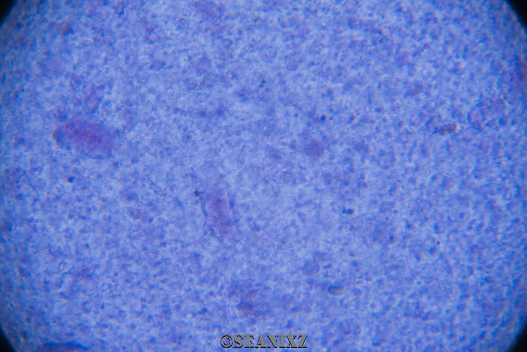 什么叫脱糖电饭锅,脱糖电饭锅是真的还是假的