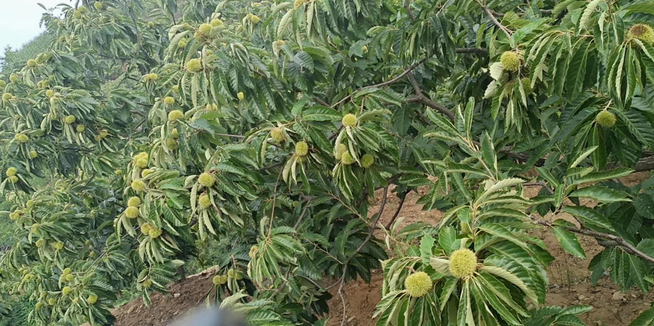 醉美内丘县鹿峪村山村人家