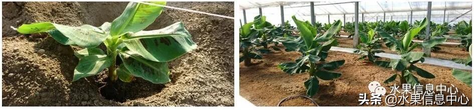 日本农业发达到什么程度?荔枝、香蕉、菠萝竟然用温室来种