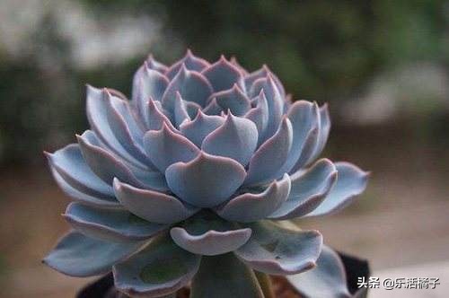 多肉植物蓝石莲有哪些品种,蓝石莲和石莲花是一个品种吗