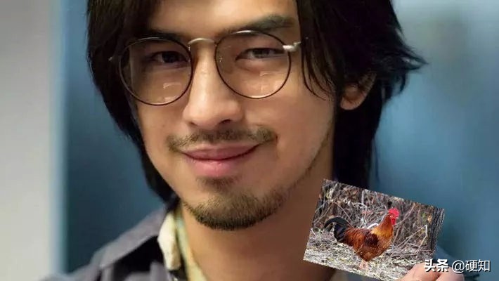 一只母鸡改变自己的命运,一只改变人生命运的猫