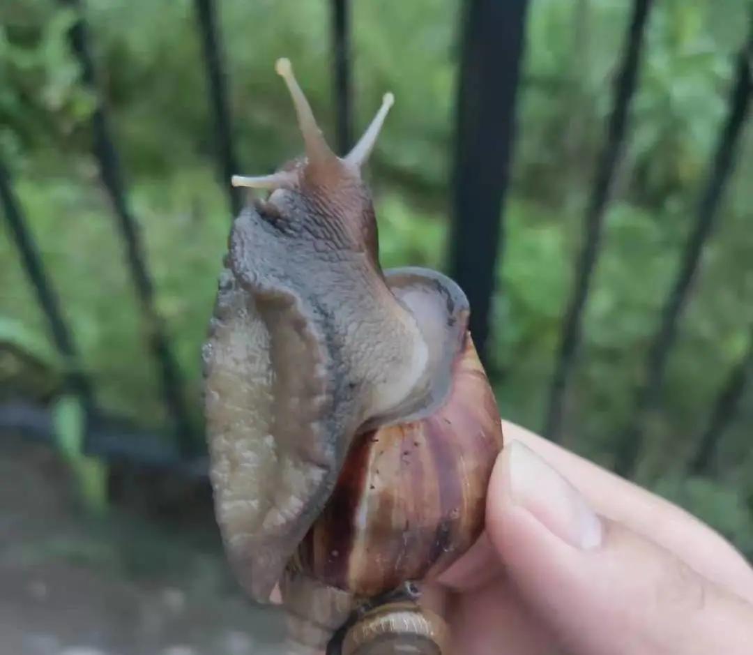 警惕雨后出现的大蜗牛千万别碰,路边的蜗牛感染有什么症状