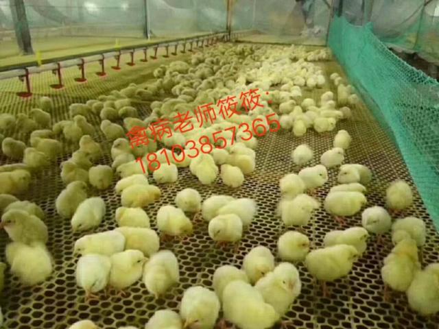 鸡仔养殖技术和注意事项,鸡生蛋的正确养殖方法