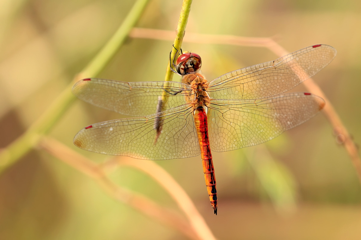 鐢熷鑺卞洯妗堜緥,鐢熷鑺卞洯
