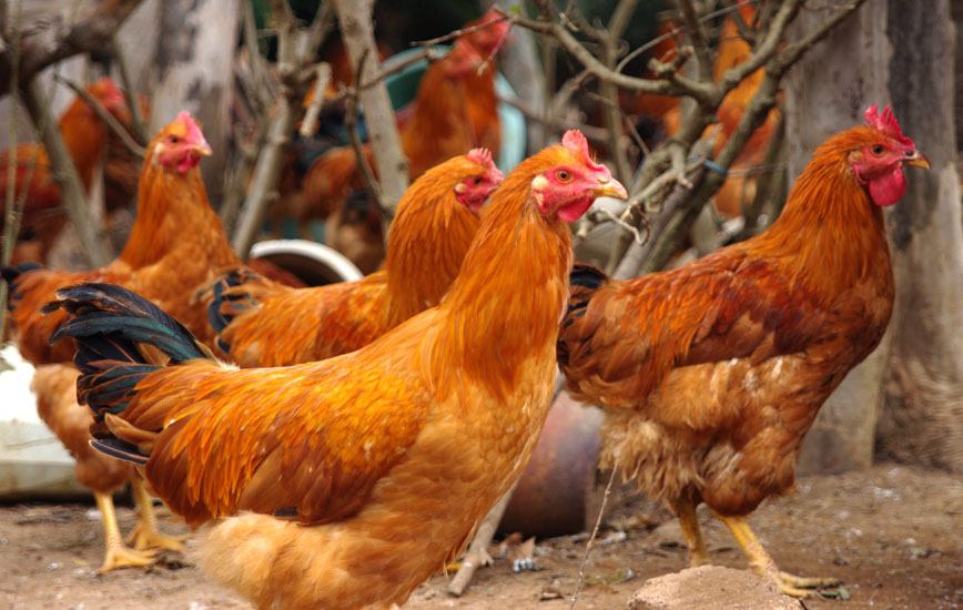 炒鸡片做法,炒鸡片春笋