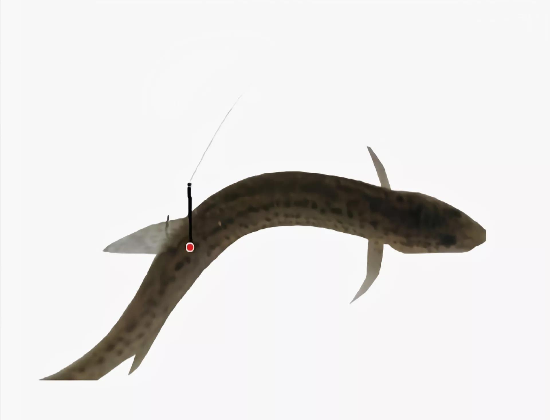 饱受争议的泥鳅钓鱼,为什么不准使用泥鳅钓法