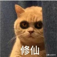 为什么猫咪半夜嚎叫,猫咪半夜嚎叫是什么原因