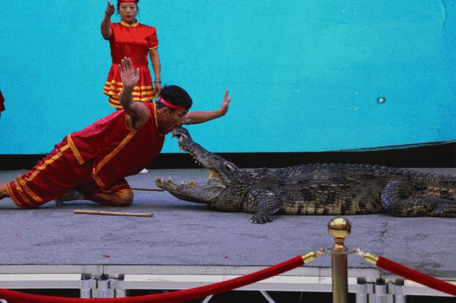 瀚阳水上世界鳄鱼表演,鳄鱼谷鳄鱼表演