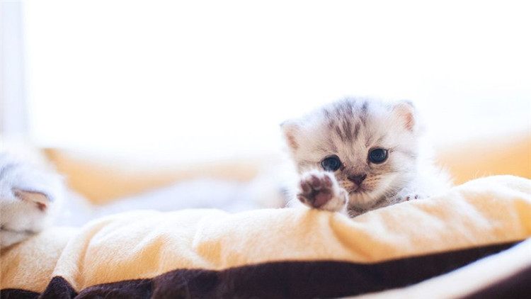 养猫怎么解决猫咪大小便,猫咪怎么养才能学会上厕所