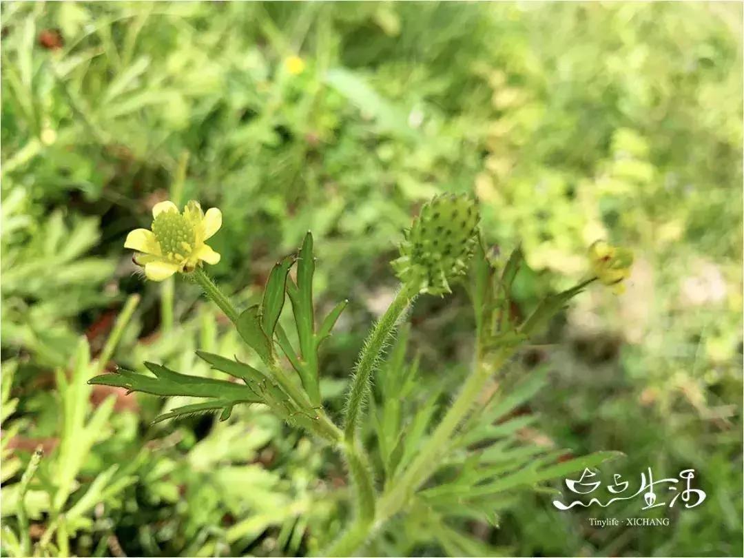 西昌春天一定不能错过的美景,不来黄山你永远不知道有多美