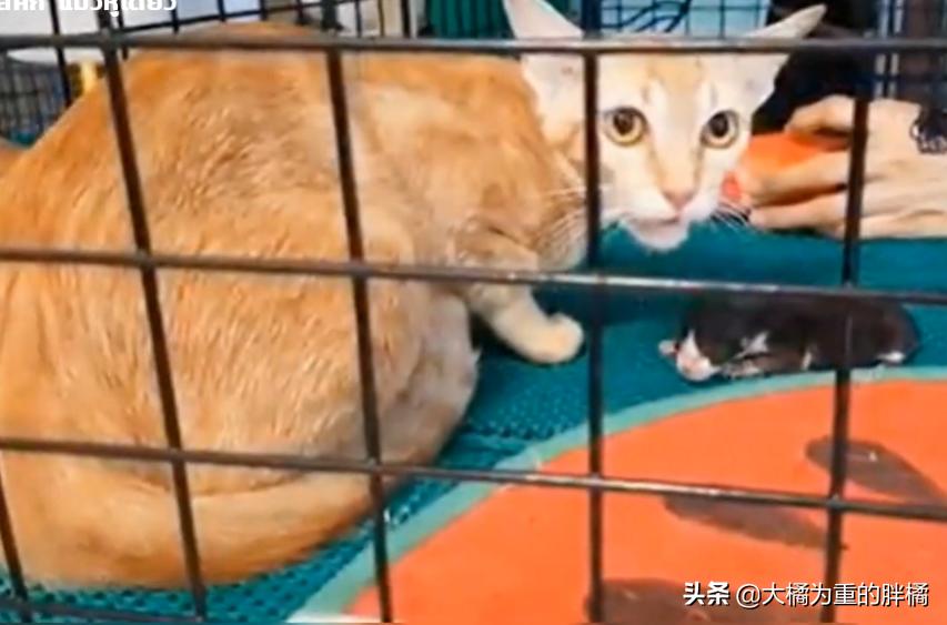 流浪猫生下小猫不见了,流浪猫生孩子时被人发现