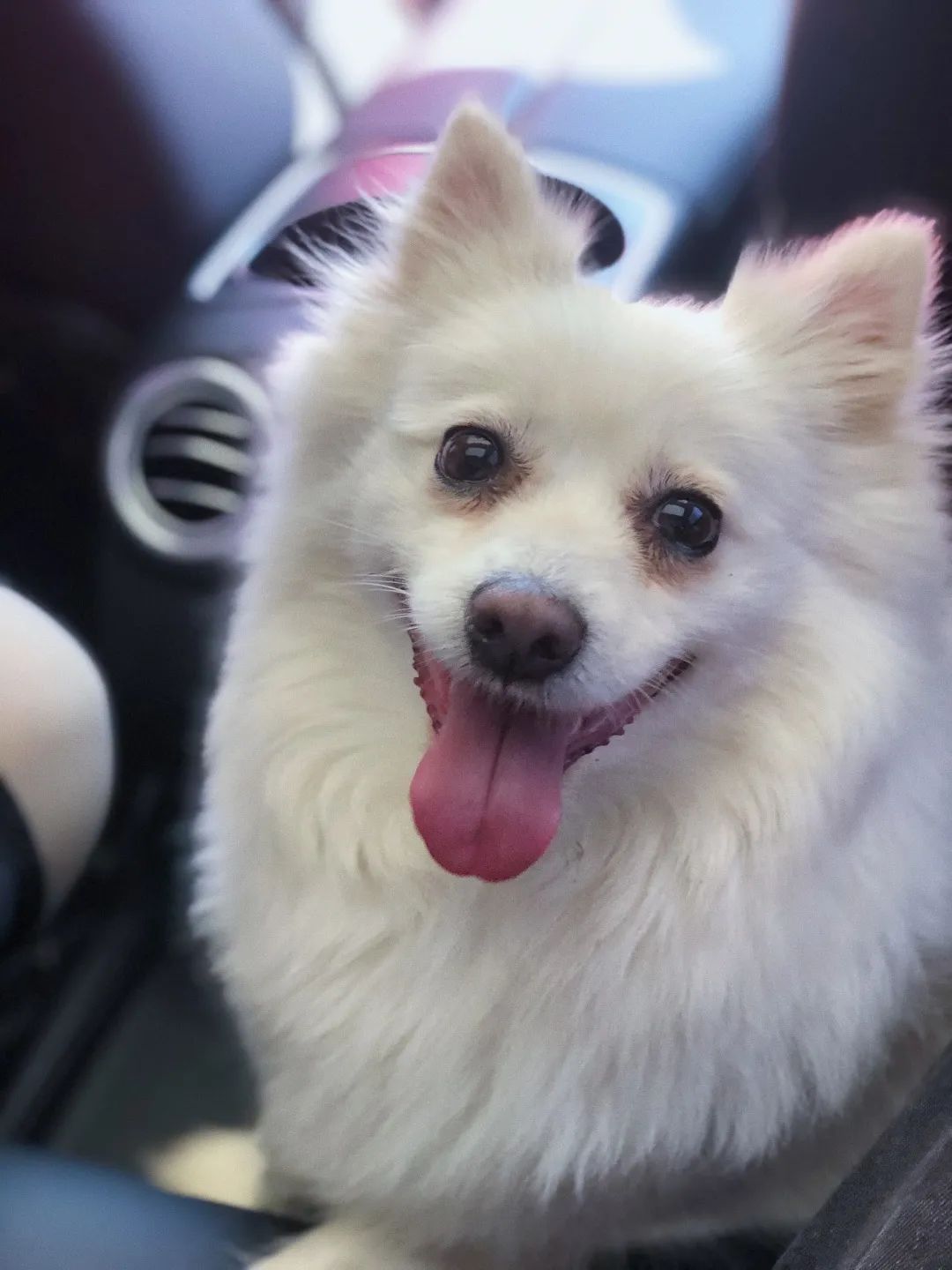 和宠物交流说什么,宠物谈恋爱怎么回事