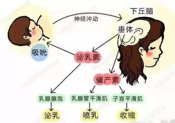 断奶的过程也很艰辛,断奶结束了16个月的哺乳时光