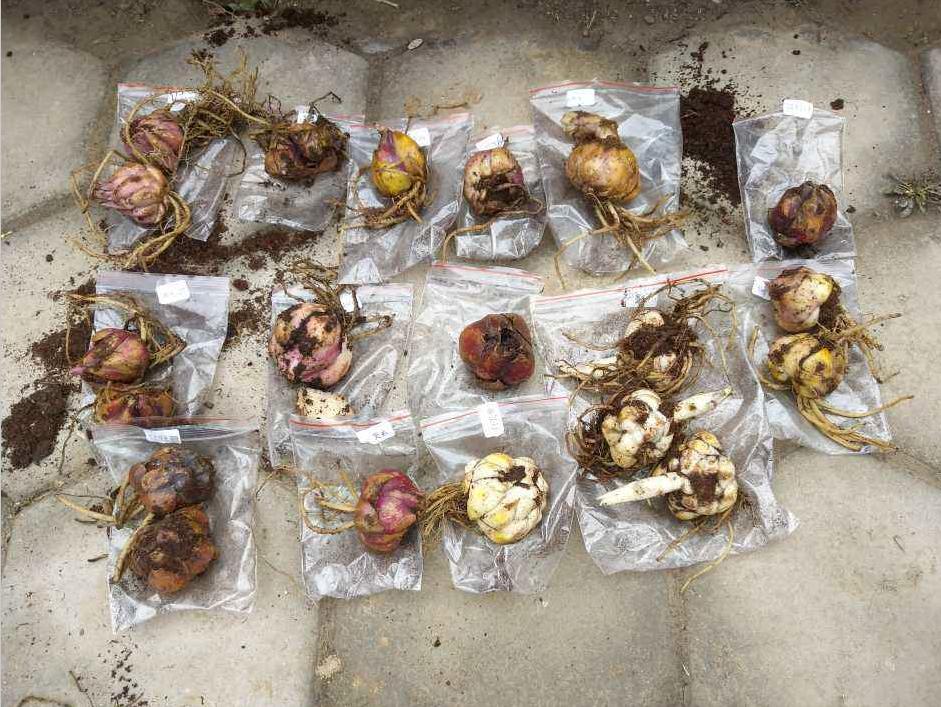 百合繁殖的小球怎么养大,百合可以边养球边开花吗