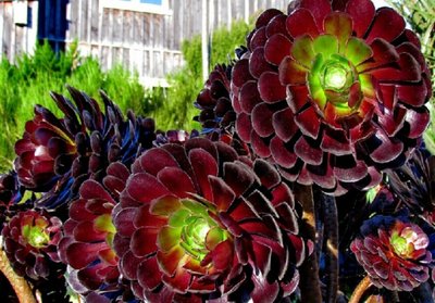 怎样把多肉黑法师养成老桩,多肉黑法师怕雨水淋吗