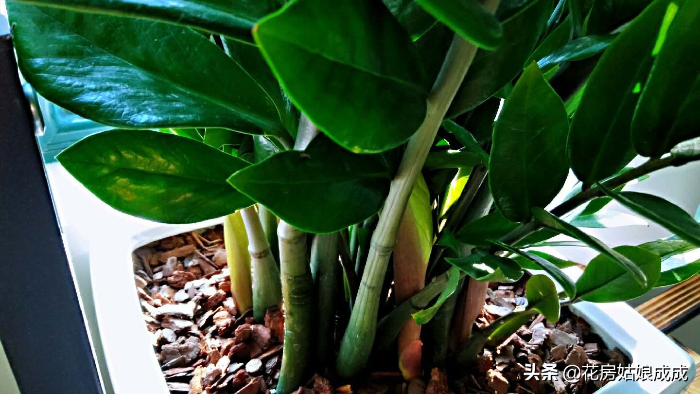 金钱树不长新芽偏方,金钱树枝叶不粗壮怎么办