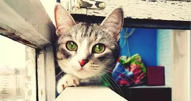 带猫这样玩才过瘾!史上最全遛猫攻略越看越爽