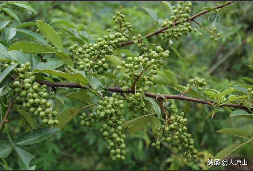 关于凉山州简单介绍的视频,凉山州十七个县介绍