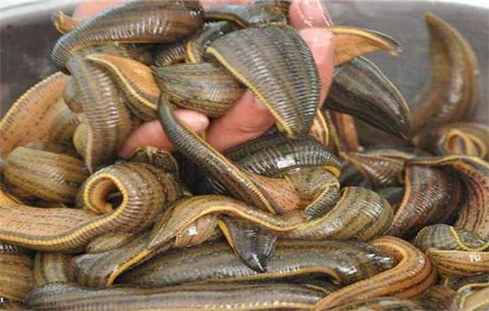 看到利润可观，王大叔也跟风养殖，没想到全部打了水漂