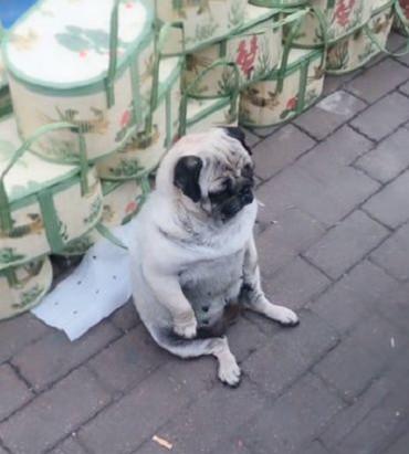 巴哥跟主人玩耍,巴哥陪主人