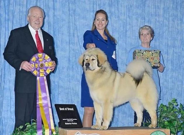 那些年我们养过的狗子,记者揭露藏獒黑幕