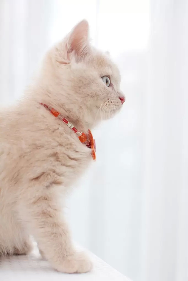 带猫咪出去遛弯它会跑吗,猫咪适合带出去溜达吗