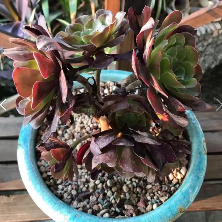 多肉植物法师黑腐了怎么“救”?这2招了解一下吧