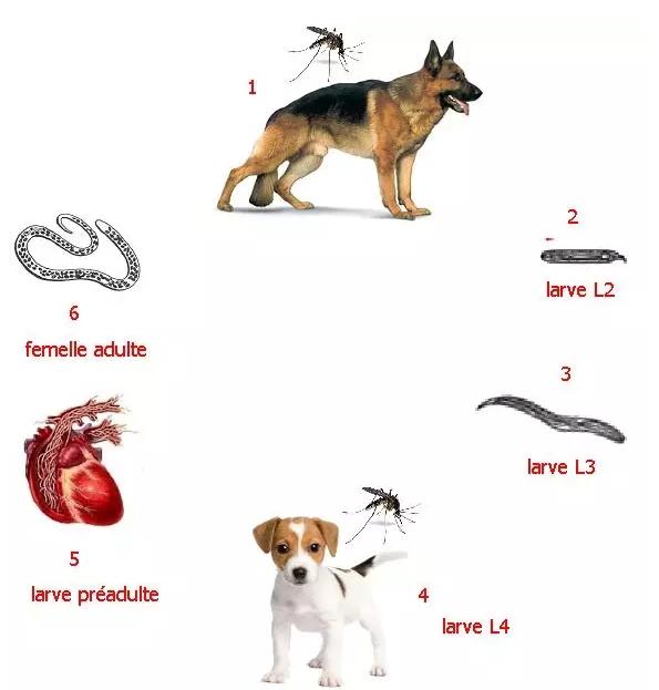 狗狗体内外寄生虫有哪些?看完这篇再也不用为这事儿发愁了