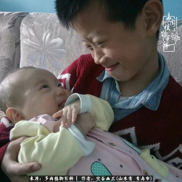 多肉最美的时光,多肉惊艳我的时光