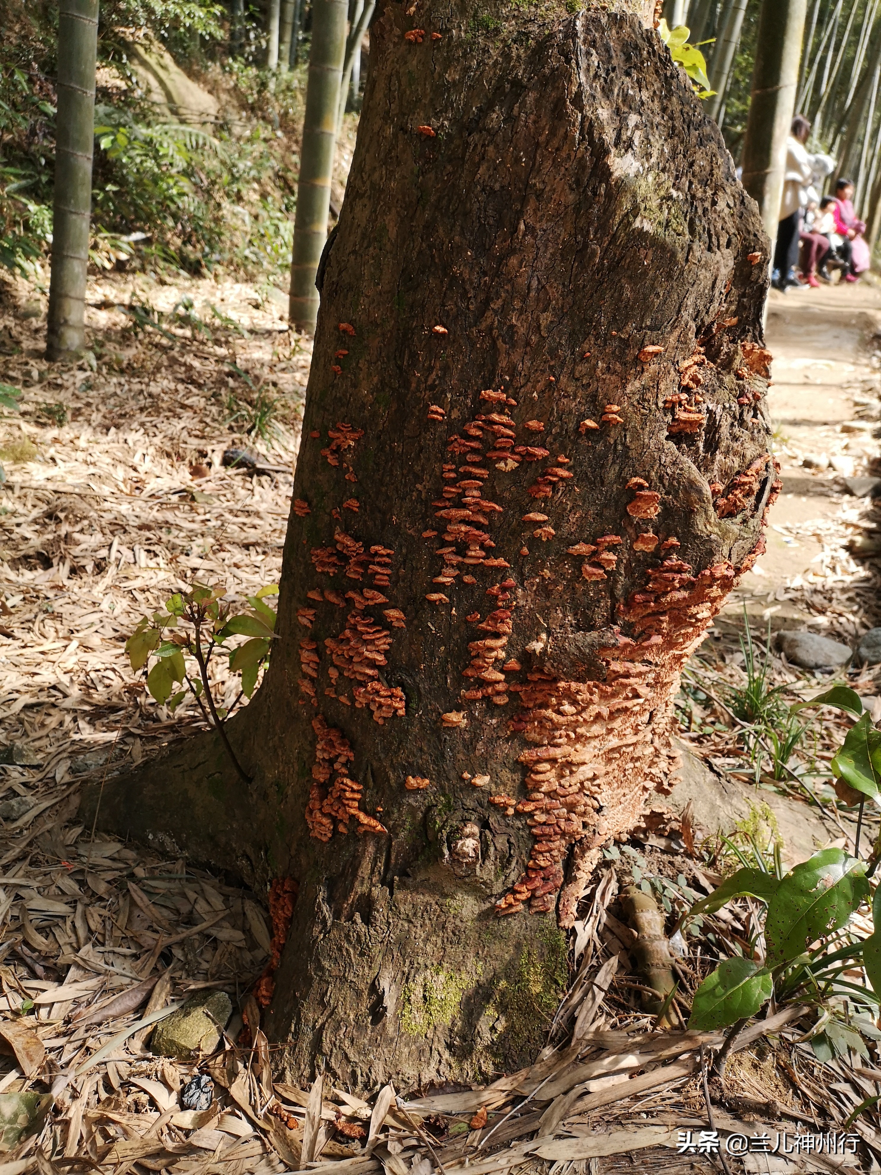 浙东小九寨周边有什么风景区吗,浙东小九寨自驾
