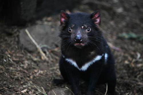 袋獾和狼獾和蜜獾,蜜獾大战野狼