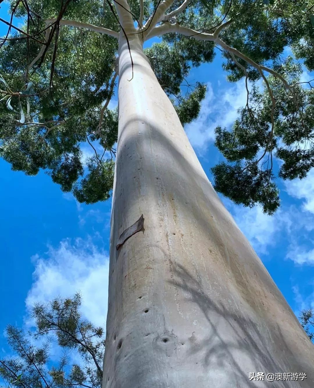 澳洲游学满载而归,澳洲亲子游学日程安排