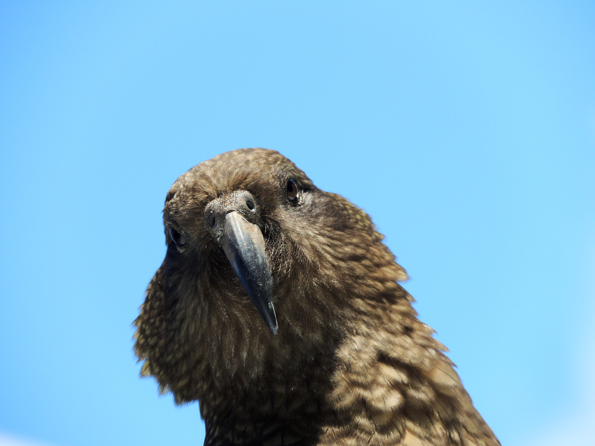 新西兰基督城,没有一个听众,他依旧讲得慷慨激昂