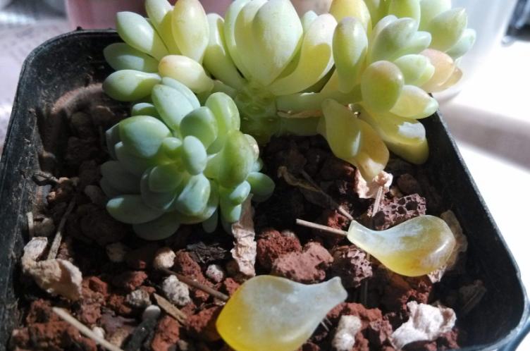 冬天多肉种好后怎么处理,多肉怎么过冬保暖