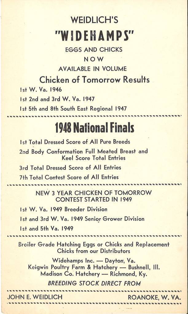 速生鸡与白羽鸡是什么,白羽鸡养殖技术和方法图解