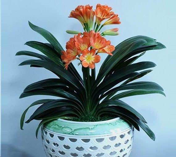 君子兰到底用什么土什么盆养好呢,想要养好君子兰先从土壤配置入手