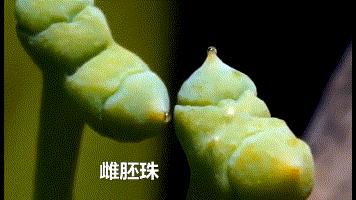 国树银杏科普,国树银杏树寓意什么