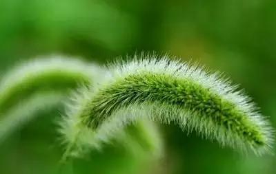 1到100朵红玫瑰花的寓意和花语,助人为乐善良可爱是哪种花的花语