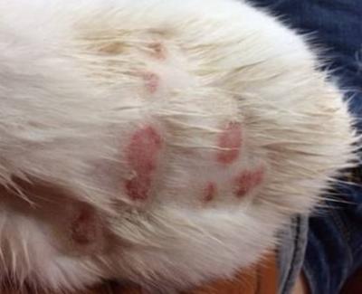 十猫九癣银渐层,比较严重的猫癣该怎么治疗