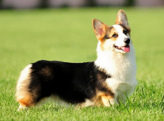 有哪些热门宠物狗,最好养的四种宠物狗