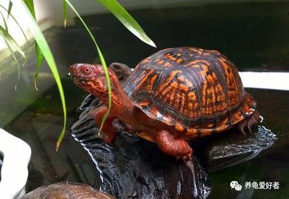 乌龟最害怕什么,乌龟最怕的三样东西