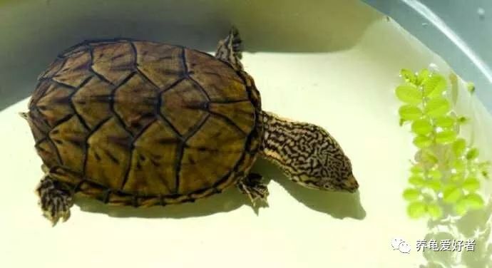 新手养龟要注意的事件,新手养龟最忌讳的东西