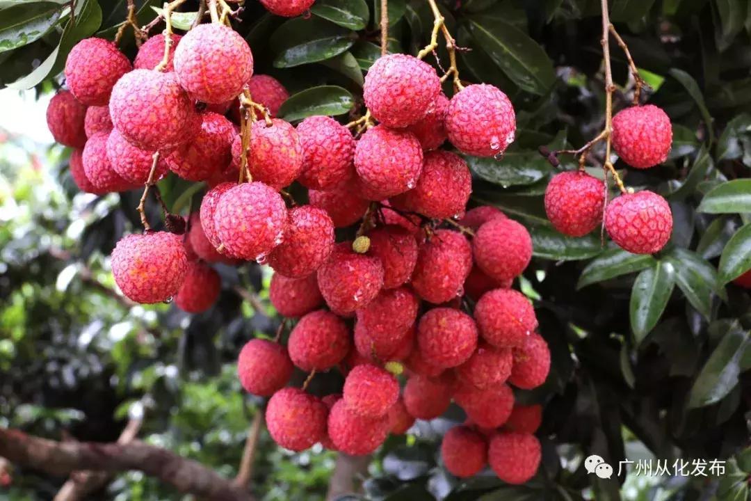 宜居宜业旅游攻略,广州从化的宜居小镇