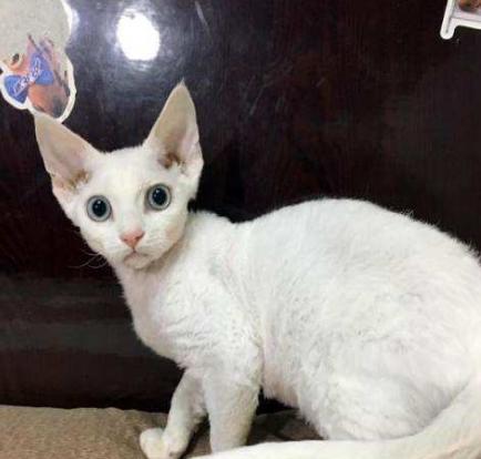 养猫必看猫咪全攻略,养猫攻略猫的品种