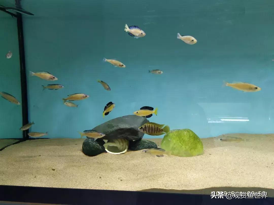 梦想的三湖世界持续建设中……方位:中国天津