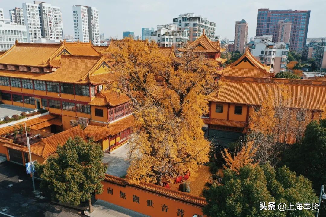 “秀木参天满目娆,落黄漫舞万千娇”二严寺600多年的雌雄古银杏,看了就移不开眼