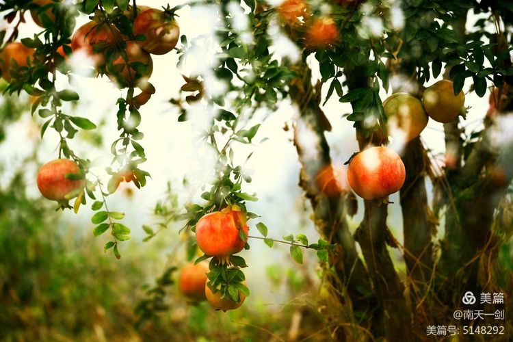 石榴一般几月份熟,石榴怎么判断熟了